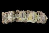 Four Fossil Fish (Cimolichthys) Vertebrae Association - Kansas #134858-1